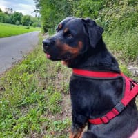 SPARKY - lieb und schmusig, Hund zur Adoption