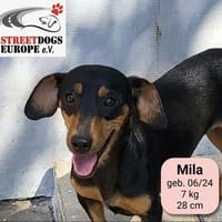 MILA - Sonnenschein auf kurzen Beinen ☀, Hündin zur Adoption