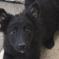 Zuckermaus KATE, Hündin zur Adoption