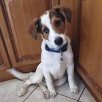 Thomas - Der aufgeweckte, verträgliche Junghund, Hund zur Adoption