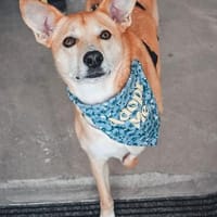 verschmuster Aurell sucht seine Menschen, Hund zur Adoption