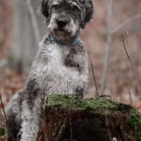 URSU - treu, anhänglich, verschmust, fröhlich, Hund zur Adoption