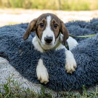 Loui ein Traum von Hund..., Hund zur Adoption