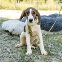 Loui ein Traum von Hund..., Hund zur Adoption
