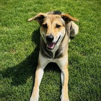 Trusky - ein sensibler Hund mit großem Herzen, Hund zur Adoption