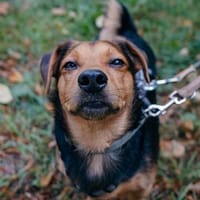 Aiko wartet auf PS in Rostock!, Hund zur Adoption