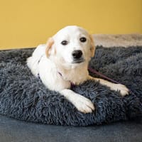 Sally weiße Schönheit sucht für immer Zuhause..., Hündin zur Adoption