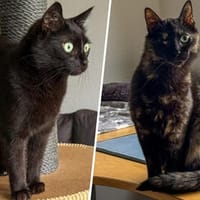 Bollicina & Bollina, Katze zur Adoption