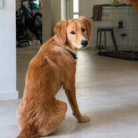 Bei wem darf Pepi/Teddy endlich ankommen?, Hund zur Adoption