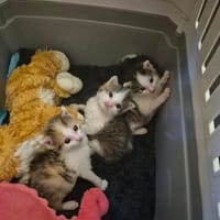 Katzenkinder, Kater zur Adoption