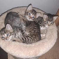 Katzenkinder, Kater zur Adoption