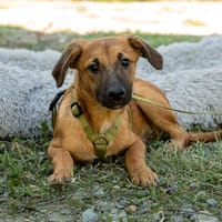 Kanai sucht sein Glück..., Hund zur Adoption