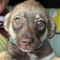 JULCHEN-hübsche, liebe Bichon-Mix-Welpen-Hündin, Hündin zur Adoption
