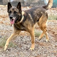 Mali-Mix Mait sucht sein Zuhause, Hund zur Adoption