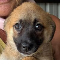 JOSY-wunderschöne, liebe Bichon-Mix-Welpen-Hündin, Hündin zur Adoption