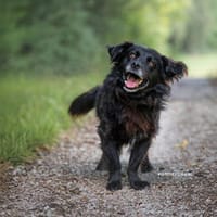 Chewbacca  ruhig, verschmust, gelehrig, lustig, Hund zur Adoption