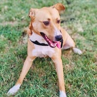 Savanna sucht eine Familie, Hündin zur Adoption