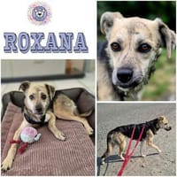 ROXANA ° zarte Hündin sucht ihre Menschen 🐾🐶, Hündin zur Adoption