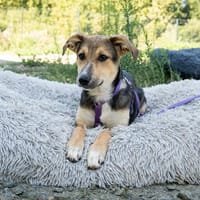 Alma unser kleiner Wirbelwind..., Hündin zur Adoption