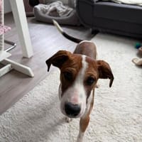 Fredo wartet auf seine Familie, Hund zur Adoption