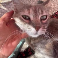Freundliche, junge Katze Mami, Katze zur Adoption