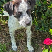 Sally - super liebe Junghündin, Hündin zur Adoption