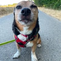 MEGGIE GEHÖRT NOCH LANGE NICHT ZUM ALTEN EISEN, Hündin zur Adoption