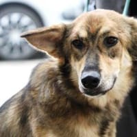 Die schöne Tanya ist ein Schmusemonster, Hündin zur Adoption