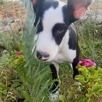 Agiler fröhlicher Patches, Hund zur Adoption