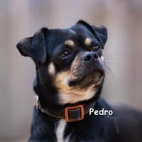 Pedro, Hund zur Adoption