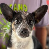 TAPSI-wunderschöne Welpen-Mischlings-Hündin, Hündin zur Adoption