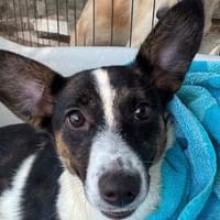 TILLY-wunderschöne Welpen-Mischlings-Hündin, Hündin zur Adoption