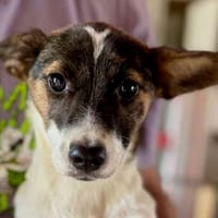 TIARA-zuckersüße Welpen-Mischlings-Hündin, Hündin zur Adoption