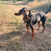 Sissy W 5/23 auf der  Pflegestelle in 76829 Landau, Hündin zur Adoption