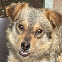 AIRA-bildschöne, liebevolle Mischlings-Hündin, Hündin zur Adoption