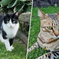 Tigro & Silvestro, Kater zur Adoption