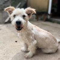 Jimmy  kleiner Charmeur sucht sein Zuhause, Hund zur Adoption