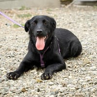 Luxina sucht ihre Lieblingsmenschen..., Hündin zur Adoption