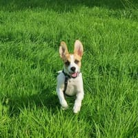 Cody- kleiner Knirps, großer Charakter, Hund zur Adoption