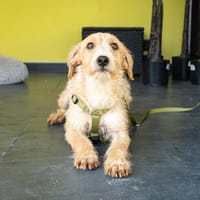 Bobby unser kleiner Chameur..., Hund zur Adoption