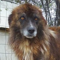 Herzensguter Hundemann JOVAN, Hund zur Adoption