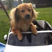 ROBY - ruhig und streßarm leben können, Hund zur Adoption