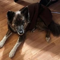 STELLA  fitte Best Agerin!, Hündin zur Adoption