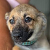 JANNIS-bezaubernder, fröhlicher Bichon-Mix-Welpen-Rüde, Hund zur Adoption