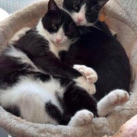Rino& Felix m ~3 j möchten zusammen bleiben, Kater zur Adoption