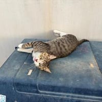Tonino aus dem Tierschutz, Kater zur Adoption