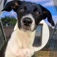 Freya sucht ein ganz liebevolles Zuhause für Immer, Hündin zur Adoption