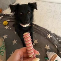 🐾Melissa🐾 sucht ihre Menschen, Hündin zur Adoption