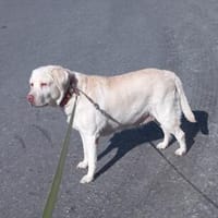 JESSY- Labrador sucht neues Zuhause, Hündin zur Adoption