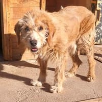 Barry, Hund zur Adoption